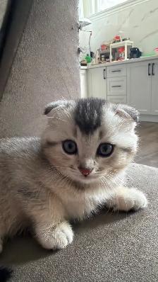 Cute Scottish Fold Kittens For Adaption - Photo 6