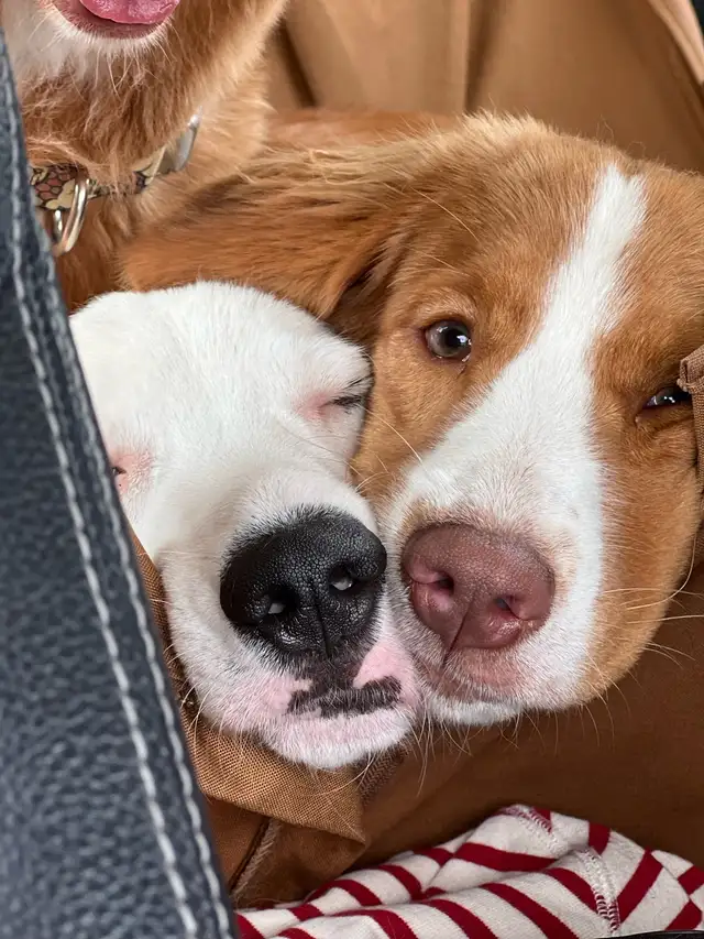 Foster To Adopt / Guardian Nova Scotia Duck Tolling Retriever