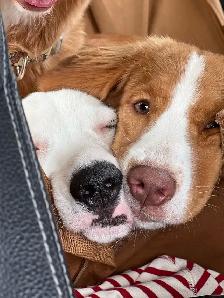 Foster To Adopt / Guardian Nova Scotia Duck Tolling Retriever