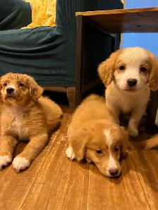 Foster To Adopt / Guardian Nova Scotia Duck Tolling Retriever - Photo 2