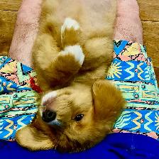 Foster To Adopt / Guardian Nova Scotia Duck Tolling Retriever - Photo 3