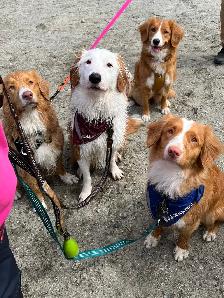 Foster To Adopt / Guardian Nova Scotia Duck Tolling Retriever - Photo 4