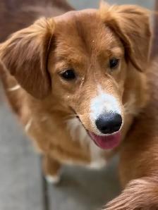 Foster To Adopt / Guardian Nova Scotia Duck Tolling Retriever - Photo 5