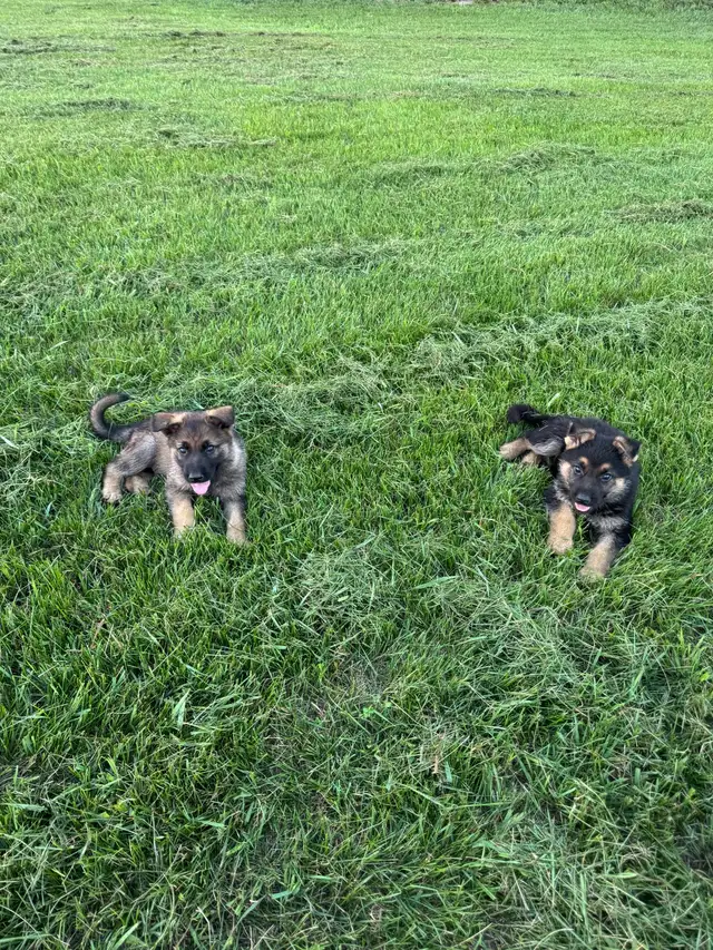 Purebred German Shepherd puppies