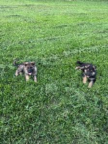 Purebred German Shepherd puppies