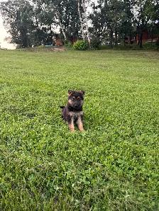 Purebred German Shepherd puppies - Photo 2