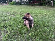 Purebred German Shepherd puppies - Photo 3