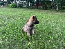 Purebred German Shepherd puppies - Photo 4