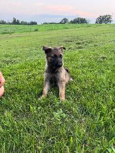 Purebred German Shepherd puppies - Photo 5