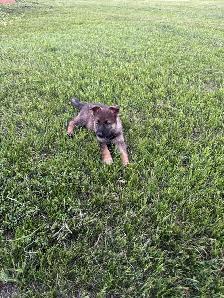Purebred German Shepherd puppies - Photo 6