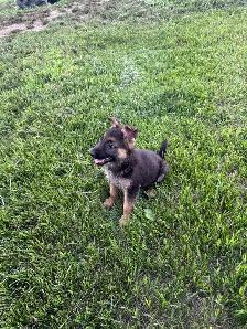 Purebred German Shepherd puppies - Photo 7