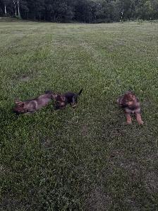 Purebred German Shepherd puppies - Photo 8