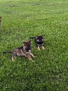 Purebred German Shepherd puppies - Photo 9