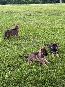 Purebred German Shepherd puppies - Photo 10