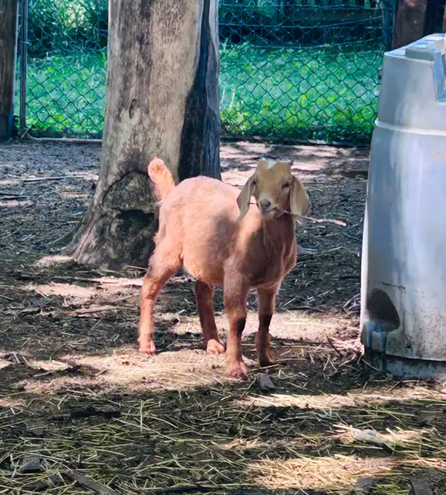 Boer buckling