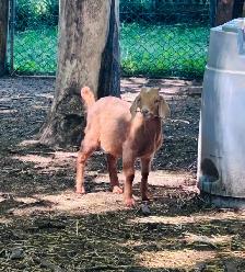 Boer buckling
