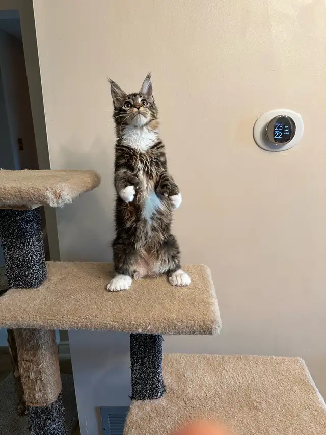 Maine Coon Kittens Polydactyl