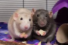 Small Pet Boarding - Photo 2