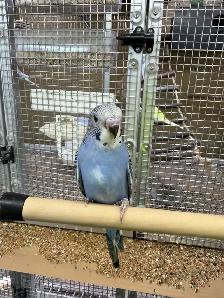 Beautiful baby budgies for sale