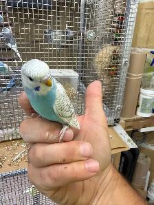 Beautiful baby budgies for sale - Photo 2