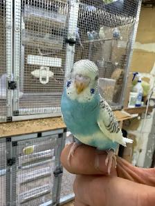 Beautiful baby budgies for sale - Photo 3
