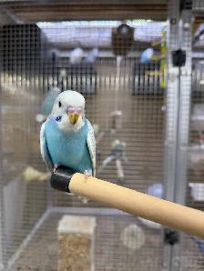 Beautiful baby budgies for sale - Photo 4