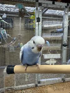 Beautiful baby budgies for sale - Photo 5