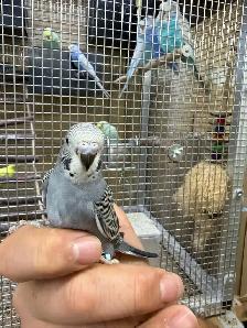 Beautiful baby budgies for sale - Photo 6