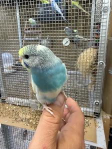 Beautiful baby budgies for sale - Photo 7