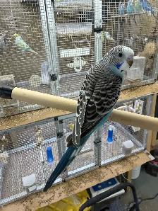 Beautiful baby budgies for sale - Photo 8