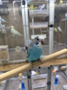 Beautiful baby budgies for sale - Photo 9