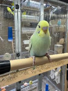 Beautiful baby budgies for sale - Photo 10