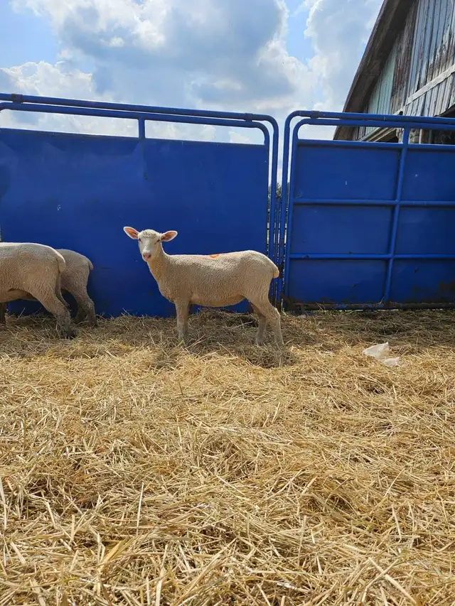 sheep for sale