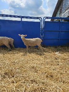 sheep for sale