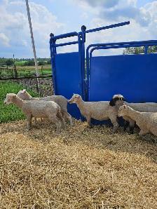 sheep for sale - Photo 2