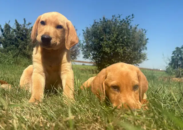 yellow lab puppies