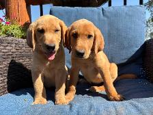 yellow lab puppies - Photo 2