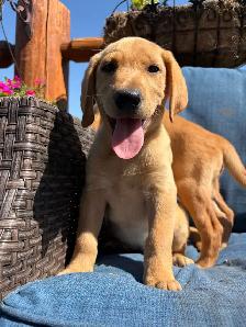 yellow lab puppies - Photo 3