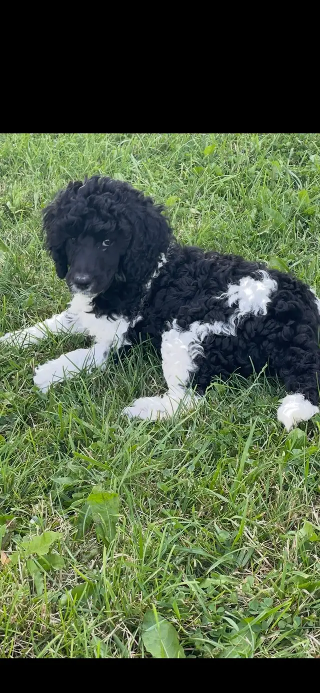 Darling Female Standard Poodle ♥️♥️