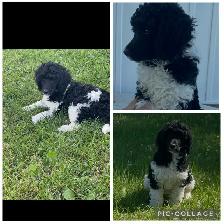Darling Female Standard Poodle ♥️♥️ - Photo 2