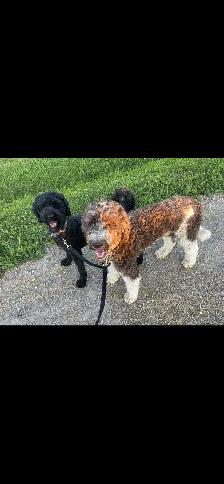 Darling Female Standard Poodle ♥️♥️ - Photo 3