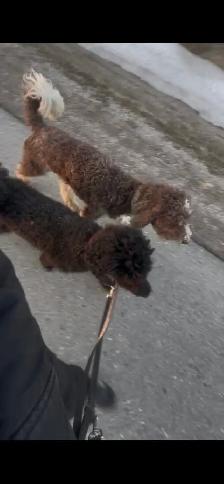 Darling Female Standard Poodle ♥️♥️ - Photo 4