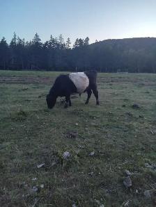 Young belted galloway bull for sale