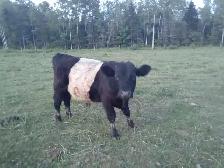 Young belted galloway bull for sale - Photo 2