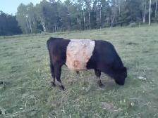 Young belted galloway bull for sale - Photo 3