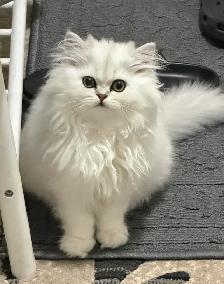 british long hair kitten for sale