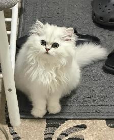 british long hair kitten for sale - Photo 2