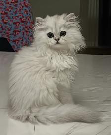 british long hair kitten for sale - Photo 3
