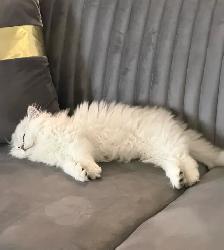 british long hair kitten for sale - Photo 4
