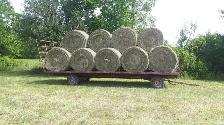 livestock - Photo 3